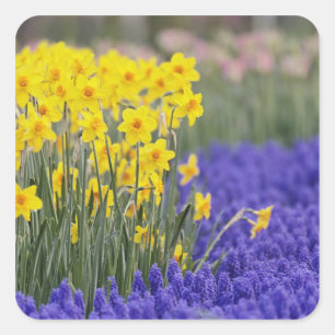 Pegatina Cuadrada Daffodils y Hyacinth de uva, Keukenhof 3
