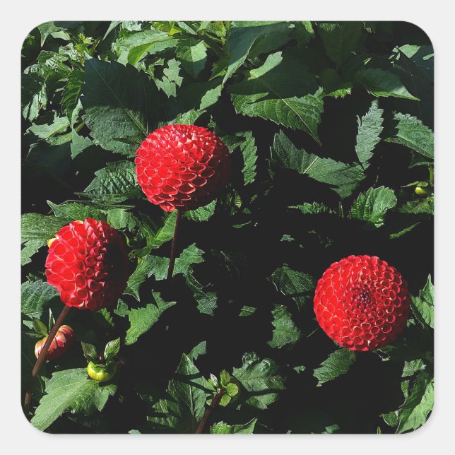 Pegatina Cuadrada Dahlia Irish Glow #1 Pegatinas (Anverso)