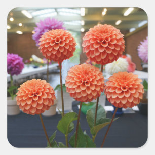 Pegatina Cuadrada Dahlia Rosa Toscano #1-1 Pegatinas