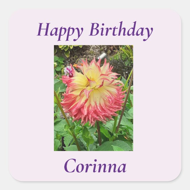 Pegatina Cuadrada Dahlia rosa y amarilla (Anverso)