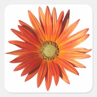 Pegatina Cuadrada Daisy africano