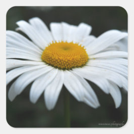 Pegatina Cuadrada Daisy - Cara arriba