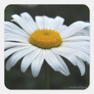 Pegatina Cuadrada Daisy - Cara arriba