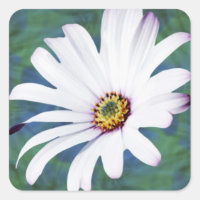 Daisy Flower y significación