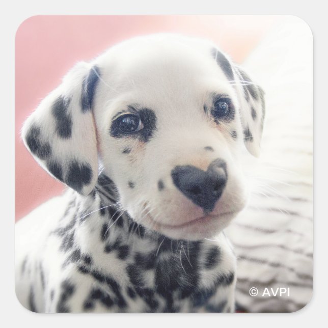 Pegatina Cuadrada Dalmatian Heart Nose (Anverso)