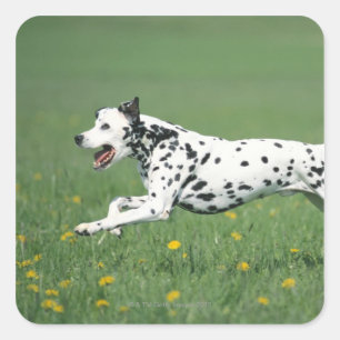 Pegatina Cuadrada Dalmatian Running