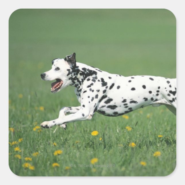 Pegatina Cuadrada Dalmatian Running (Anverso)