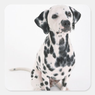 Pegatina Cuadrada Dalmatiano