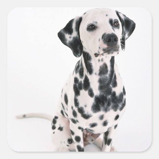 Pegatina Cuadrada Dalmatiano (Anverso)