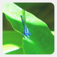 Damselfly