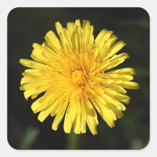 Pegatina Cuadrada Dandelion