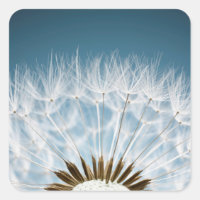 Dandelion Seeds