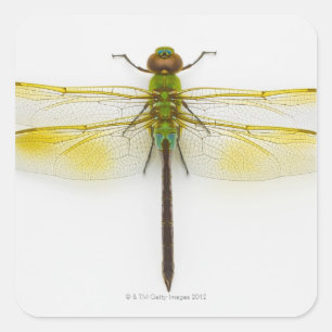 Pegatina Cuadrada Darner verde (Anax junius) sobre fondo blanco,