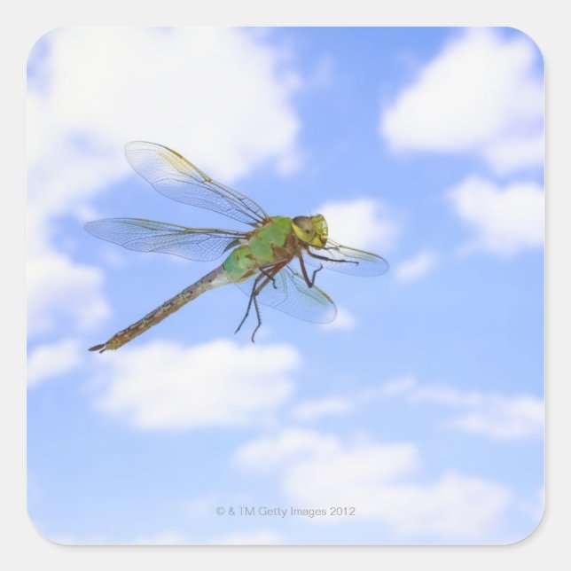 Pegatina Cuadrada Darner verde (Anax junius) volando contra (Anverso)