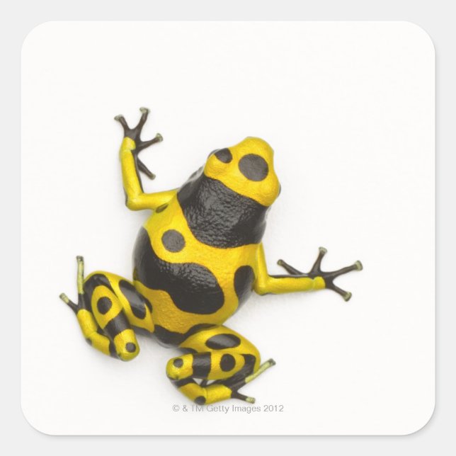 Pegatina Cuadrada Dart Frog (Anverso)