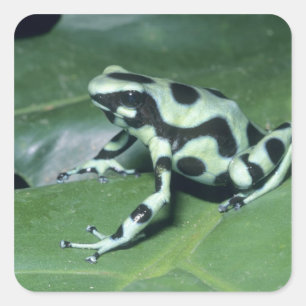 Pegatina Cuadrada Dart Frog venenoso (Dendrobates auratus) Cahuita
