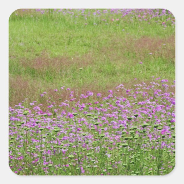 Pegatina Cuadrada Daucus carota creciendo (Anverso)