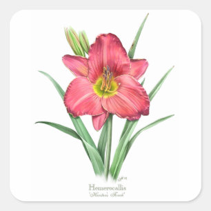Pegatina Cuadrada Daylily - la antorcha del cazador