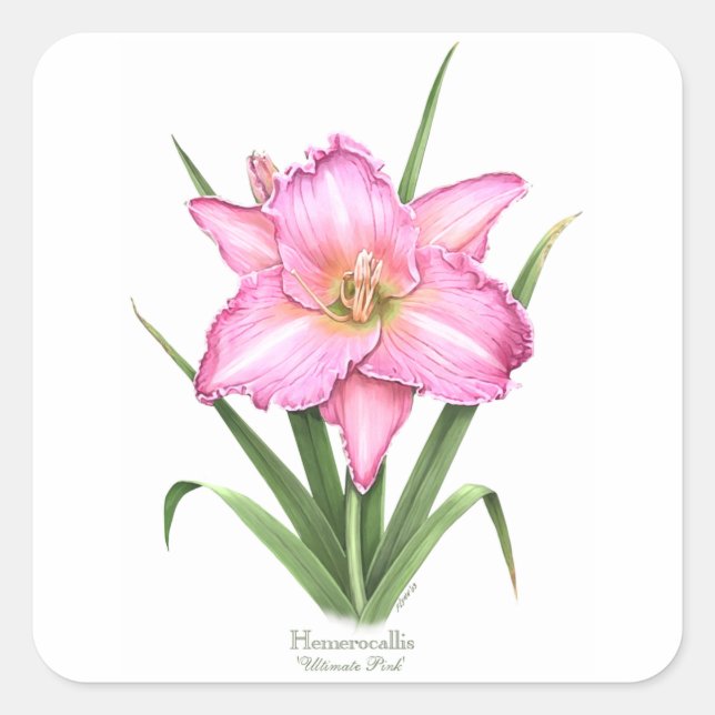 Pegatina Cuadrada Daylily - Rosa último (Anverso)