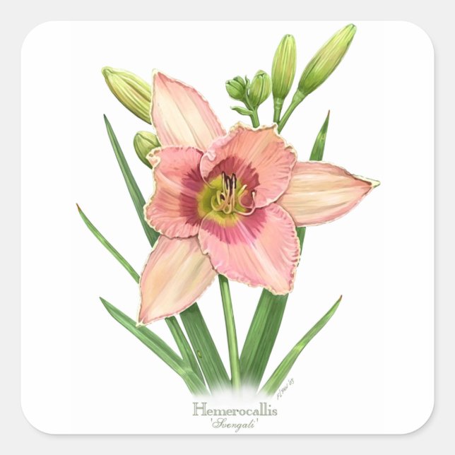 Pegatina Cuadrada Daylily - Svengali (Anverso)