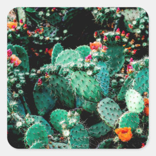 Pegatina cuadrada de cactus