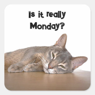 Pegatina Cuadrada ¿De Verdad Es Lunes? Gracioso meme de gato abysini