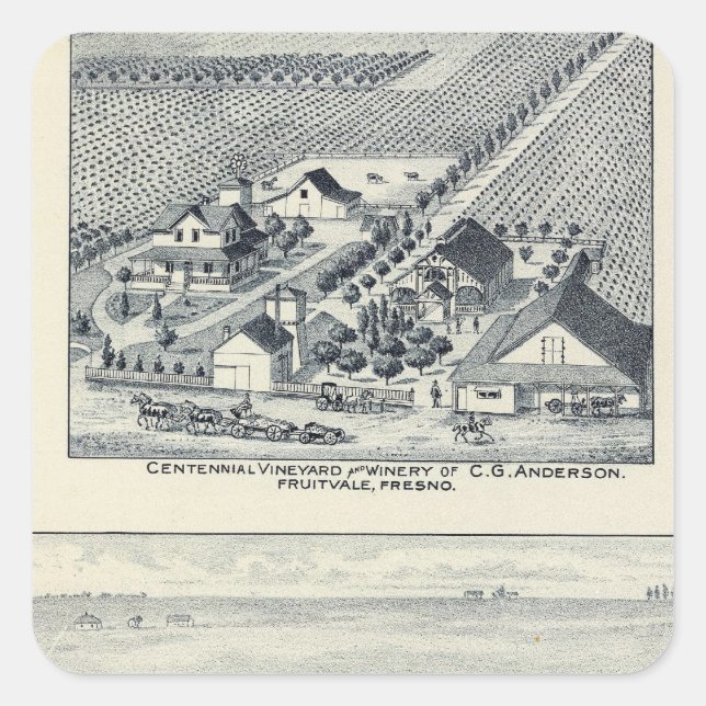Pegatina Cuadrada Deardorff y viñedos centenarios, California (Anverso)