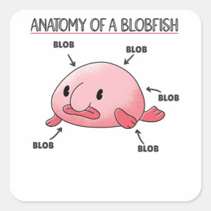 Pegatina Cuadrada Declaración De Blobfish Anatomía De Blobfish