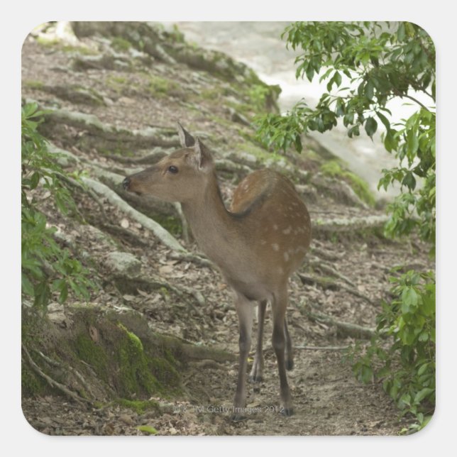 Pegatina Cuadrada Deer (Anverso)