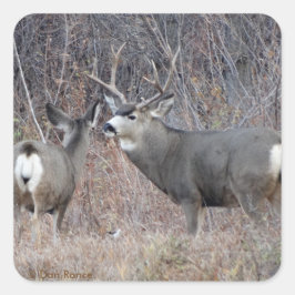 Pegatina Cuadrada Deer Buck y Doe D29
