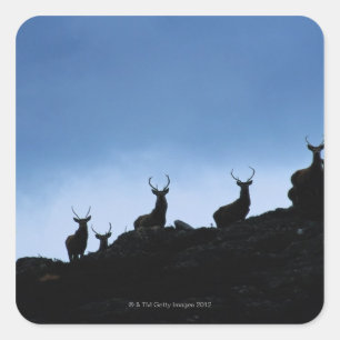 PEGATINA CUADRADA DEER ROJO (ELAFUS CERVUS) SILHOUETTED CONTRA