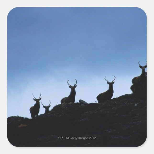 PEGATINA CUADRADA DEER ROJO (ELAFUS CERVUS) SILHOUETTED CONTRA (Anverso)