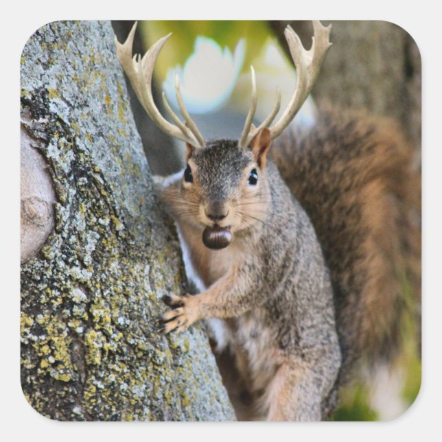 Pegatina Cuadrada Deer Squirrelly (Anverso)
