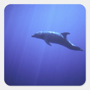 Pegatina Cuadrada Delfín