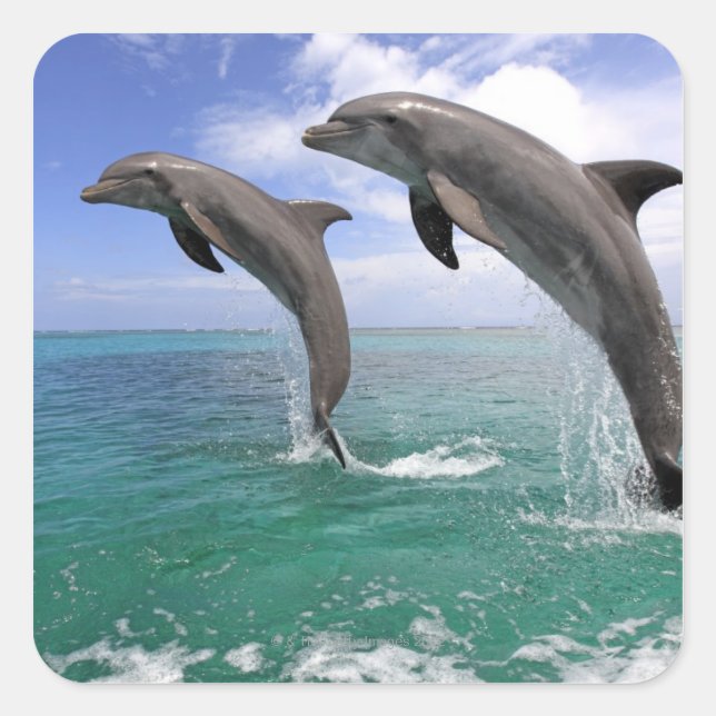 Pegatina Cuadrada Delfin (Anverso)