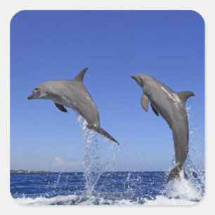 Pegatina Cuadrada Delfin 2