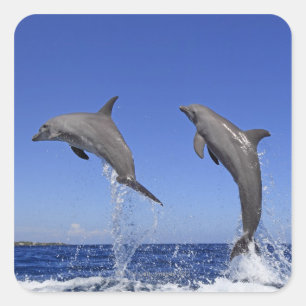 Pegatina Cuadrada Delfin, Delphin, un Tuemmler más grueso, Tursiops
