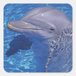 Pegatina Cuadrada Delfín embotellado, Tursiops Truncatus