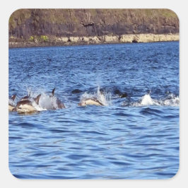 Pegatina Cuadrada Delfines Comunes Saltando Océano Marino Naturaleza
