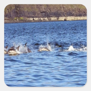 Pegatina Cuadrada Delfines Comunes Saltando Océano Marino Naturaleza