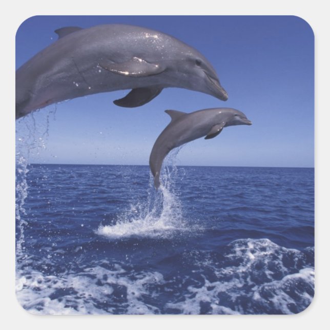 Pegatina Cuadrada delfines del Caribe, de nariz de botella (Anverso)