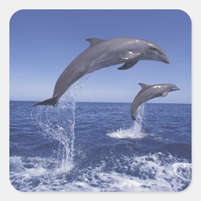 Pegatina Cuadrada delfines del Caribe, de nariz de botella (Anverso)