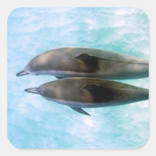 Pegatina Cuadrada Delfínes del hilandero el   Oahu Hawaii