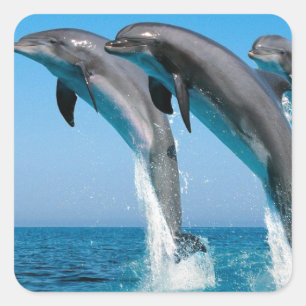 Pegatina Cuadrada delfines en botella saltando de un mar azul claro