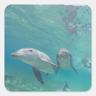 Pegatina Cuadrada Delfines mulares Tursiops truncatus