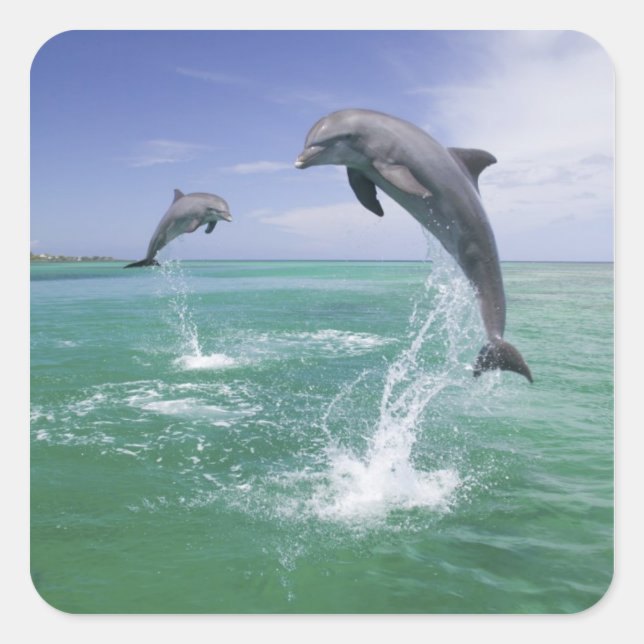 Pegatina Cuadrada Delfines mulares Tursiops truncatus (Anverso)