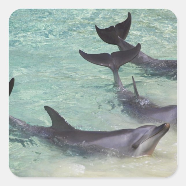 Pegatina Cuadrada Delfines, Sea World, Gold Coast, Queensland, (Anverso)