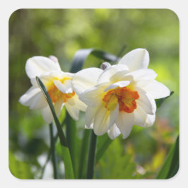 Pegatina Cuadrada Delicada primavera de daffodils tiernos
