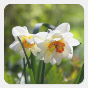 Pegatina Cuadrada Delicada primavera de daffodils tiernos