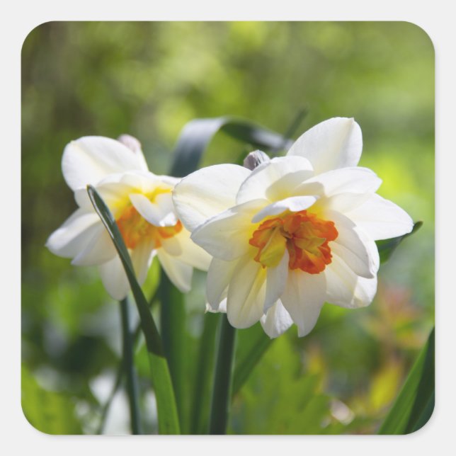 Pegatina Cuadrada Delicada primavera de daffodils tiernos (Anverso)